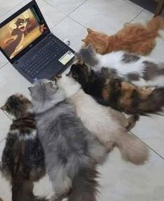 FB_5riYXIAYG4MV.jpg